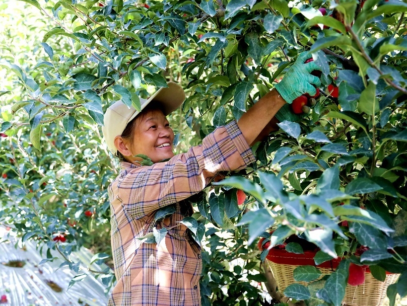 一師六團(tuán)：萬畝蘋果“鏈”上升級 結(jié)出鄉(xiāng)村振興“幸福果”